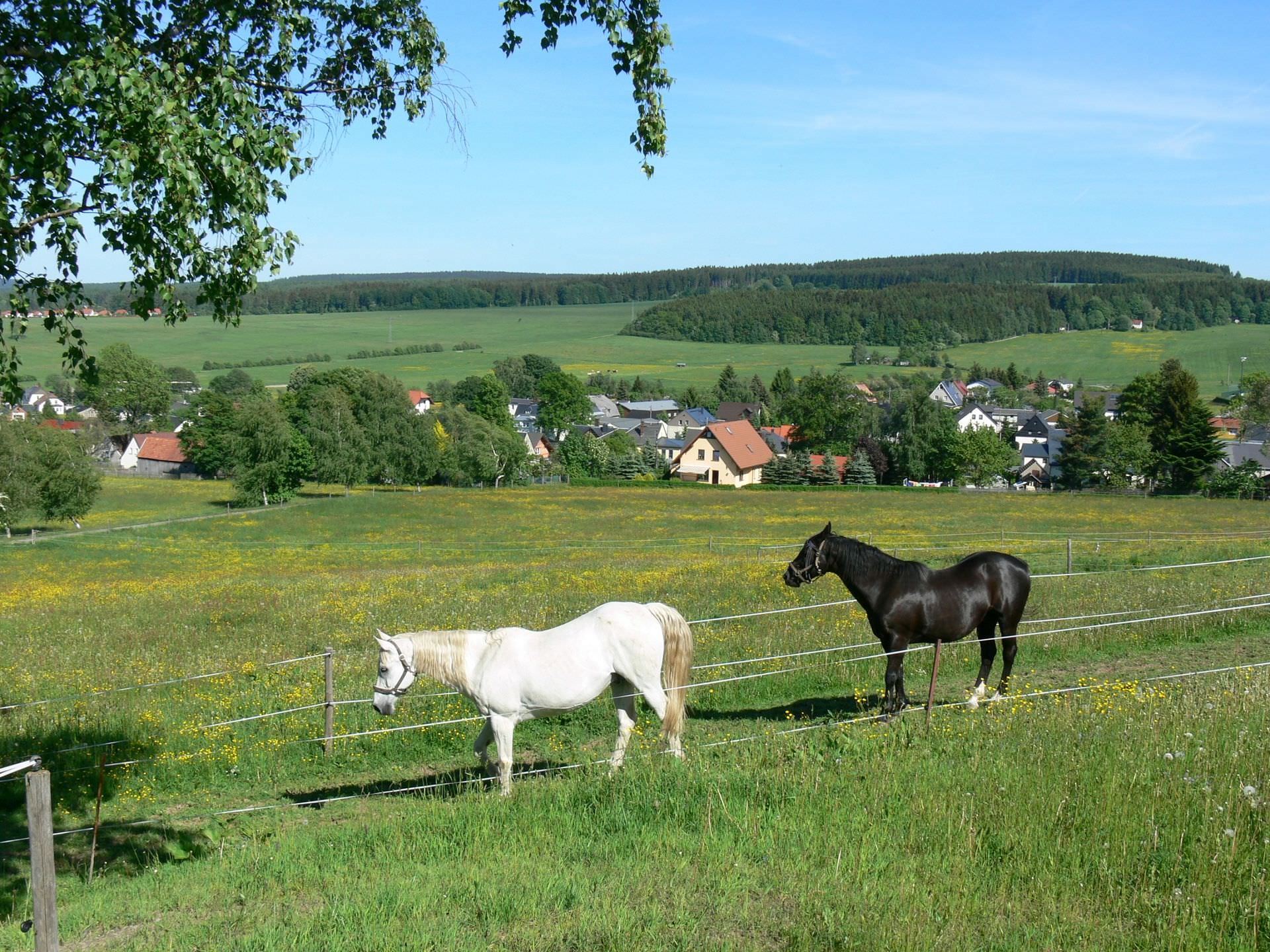 Neustadt/Vogtland neustadtineuropa.de